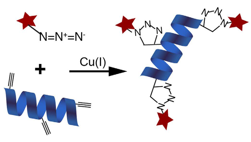 BONCAT (Bioorthogonal Noncanonical Amino Acid Tagging) a method to define the translatome